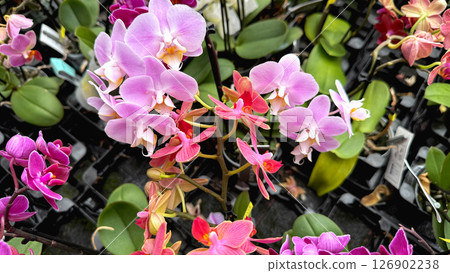 A vibrant collection of colorful orchids A vibrant collection of colorful orchids 126902238