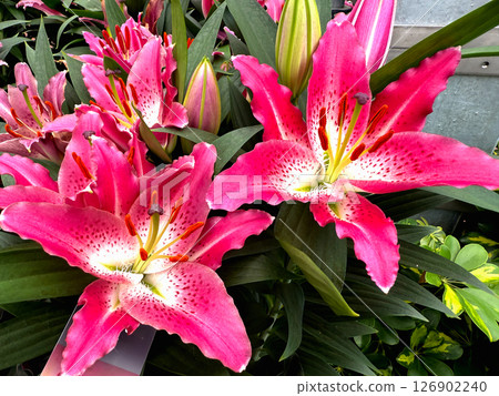 Background with vibrant pink lilies bloom Background with vibrant pink lilies bloom 126902240
