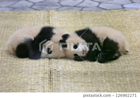 Umehama and Nagahama, 133 days old 126902271