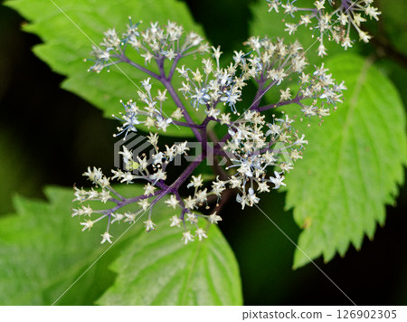 Pure blue flower, Hydrangea macrophylla blooms Pure blue flower, Hydrangea macrophylla blooms 126902305
