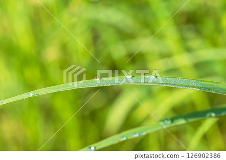 Close-up of grass shining with morning dew 17 126902386