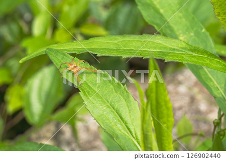 水邊草地上奔跑的蜘蛛 01 126902440
