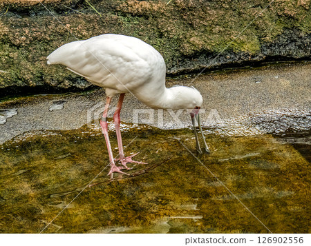 White Spoonbill Bird Foraging in a Shallow Water Habitat 126902556