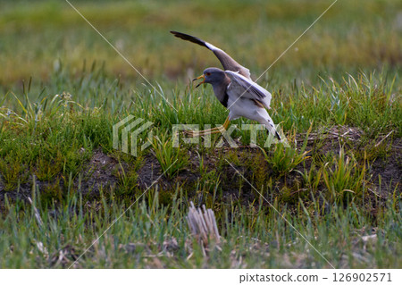 Wild bird observation Plover family 126902571