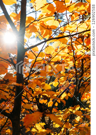 Golden autumn leaves backlit by sunlight, highlighting texture and seasonal transitions. Nature cycles, leaf life span, seasonal impact, climate cues.. 126902588