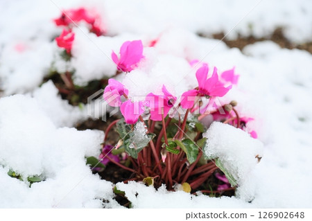 Cyclamen flowers on a snowy day Cyclamen flowers on a snowy day 126902648