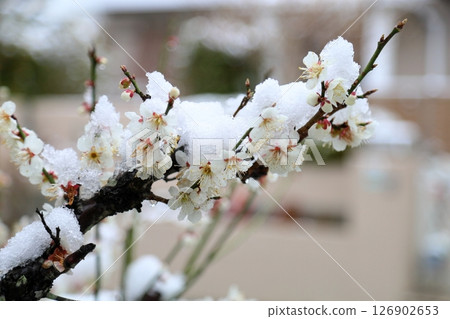 雪天：梅花 126902653