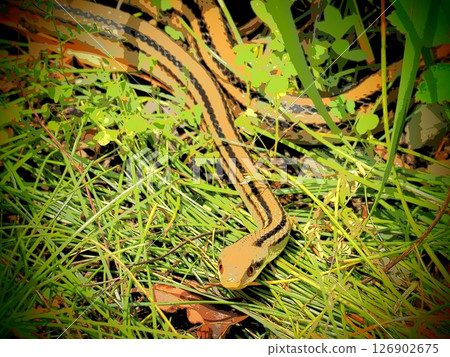 A Japanese striped snake appeared in the garden (20250527113946) 126902675