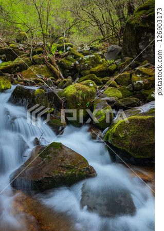 Fresh greenery and clear streams [Nagano Prefecture] 126903173
