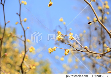 可愛的土佐水木花 126903197