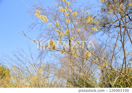 金縷梅花 126903198