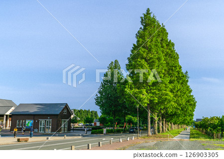 Fresh green metasequoia trees (approach to Makino Plateau) Akebonosugi, Sawa, Makino-cho, Takashima City, Shiga Prefecture Fresh green metasequoia trees (approach to Makino Plateau) Akebonosugi, Sawa, Makino-cho, Takashima City, Shiga Prefecture 126903305