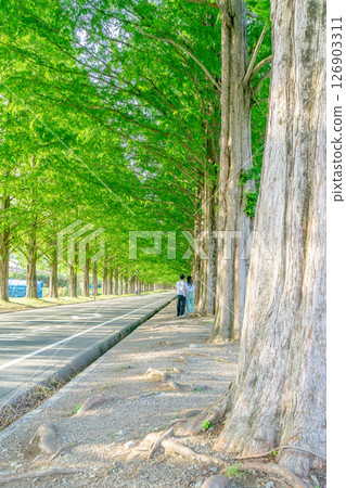 Fresh green metasequoia trees (approach to Makino Plateau) Akebonosugi, Sawa, Makino-cho, Takashima City, Shiga Prefecture Fresh green metasequoia trees (approach to Makino Plateau) Akebonosugi, Sawa, Makino-cho, Takashima City, Shiga Prefecture 126903311