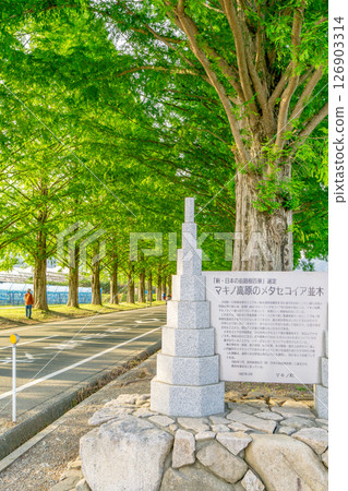 Fresh green metasequoia trees (approach to Makino Plateau) Akebonosugi, Sawa, Makino-cho, Takashima City, Shiga Prefecture Fresh green metasequoia trees (approach to Makino Plateau) Akebonosugi, Sawa, Makino-cho, Takashima City, Shiga Prefecture 126903314