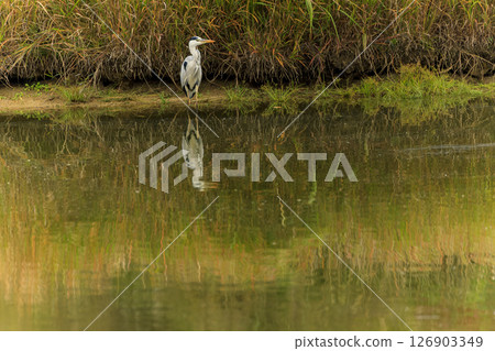 Autumn scenery of the reservoir: A heron standing in the autumn-colored pond Autumn scenery of the reservoir: A heron standing in the autumn-colored pond 126903349