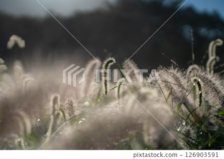 [植物材料] 沐浴朝陽的乾柴[靜岡縣] 126903591