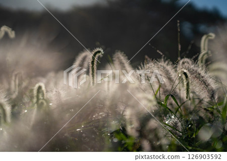 [植物材料] 沐浴朝陽的乾柴[靜岡縣] 126903592