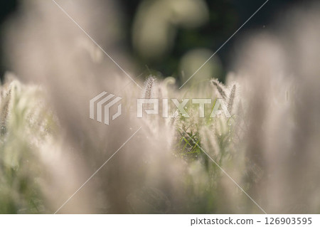 [植物材料] 沐浴朝陽的乾柴[靜岡縣] 126903595