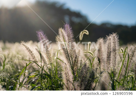[植物材料] 沐浴朝陽的乾柴[靜岡縣] 126903596