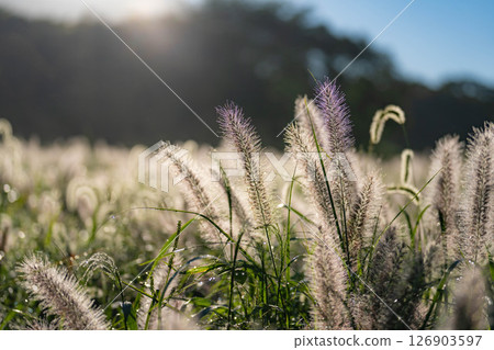 [植物材料] 沐浴朝陽的乾柴[靜岡縣] 126903597