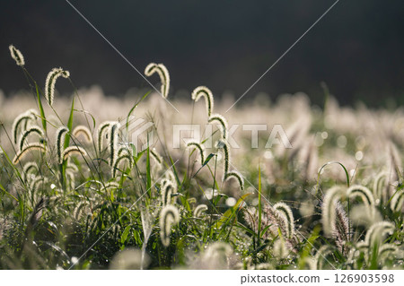 [植物材料] 沐浴朝陽的乾柴[靜岡縣] 126903598