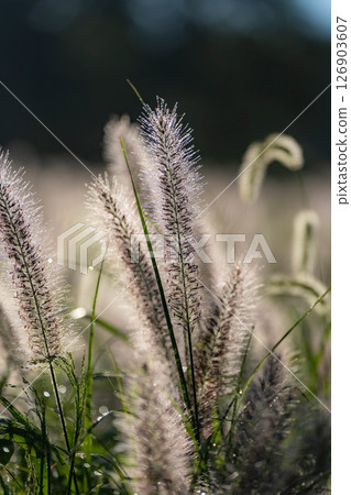 [Plant material] Shiba in the morning sun [Shizuoka Prefecture] 126903607