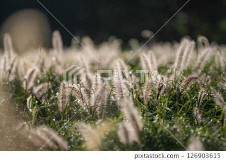 [Plant material] Shiba in the morning sun [Shizuoka Prefecture] 126903615
