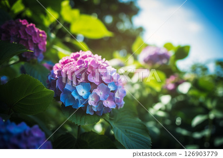 美麗的繡球花在初夏的陽光下綻放 126903779