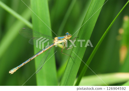Aoi dragonfly (female, immature) 126904592