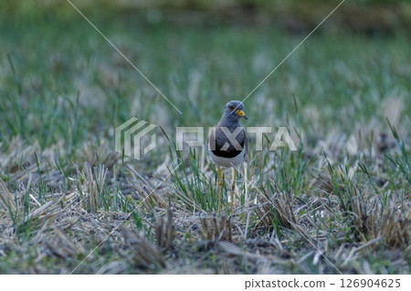 觀察野鳥鈕扣的嵌套 126904625