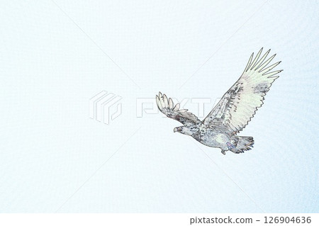 "Flying white-tailed eagle" illustration image 126904636