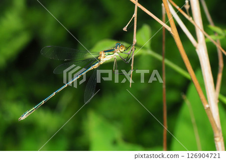 Aoi dragonfly (male, immature) Aoi dragonfly (male, immature) 126904721