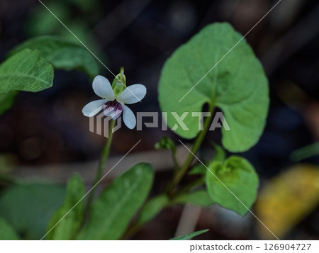 春天的野花,紫羅蘭,白色的花 春天的野花,紫羅蘭,白色的花 126904727