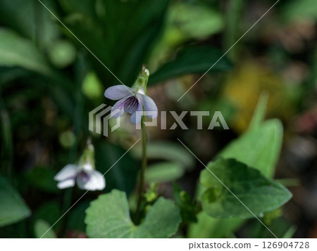 春天的野花，紫羅蘭，白色的花 126904728