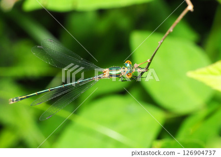 Aoi dragonfly (male, immature) 126904737