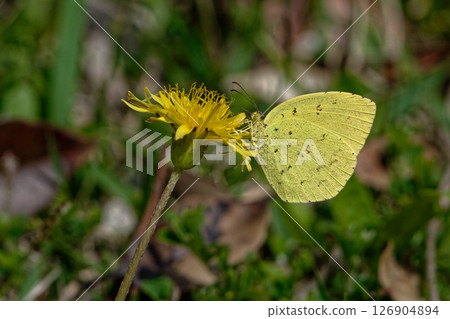 A northern edelweiss butterfly sucking nectar from the Tokai dandelion, a species endemic to Japan 126904894