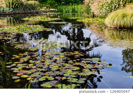 Lily pond - Hobart 126905047