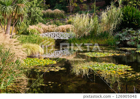 Reflection in the lily pond - Hobart Reflection in the lily pond - Hobart 126905048