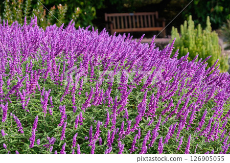 Mexican bush sage - Hobart 126905055