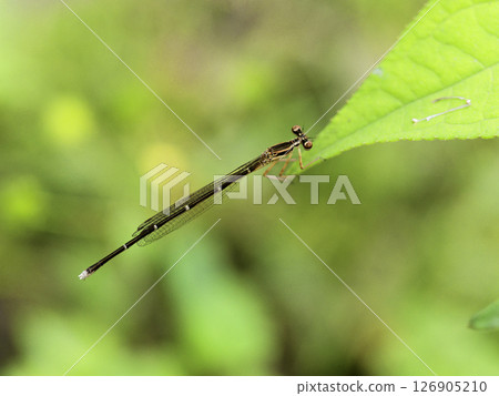 A female of the family Myosotis damselfly resting on a leaf near water 126905210