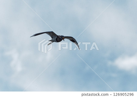 Bird watching: The menacing flight of a plover 126905296