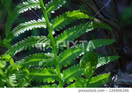 Young shoots of green fern in the forest. 126906266