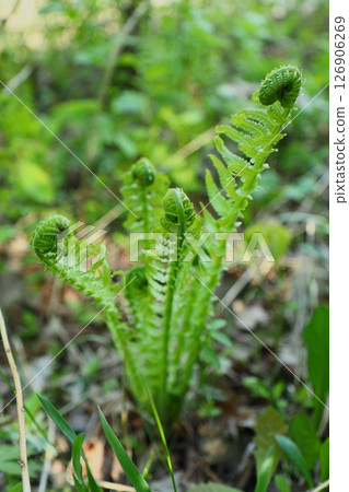 Young shoots of green fern in the forest. Young shoots of green fern in the forest. 126906269