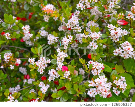 Mokkokumodoki Bluebottle 126906337