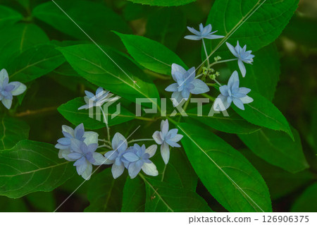 山繡球七層花 126906375