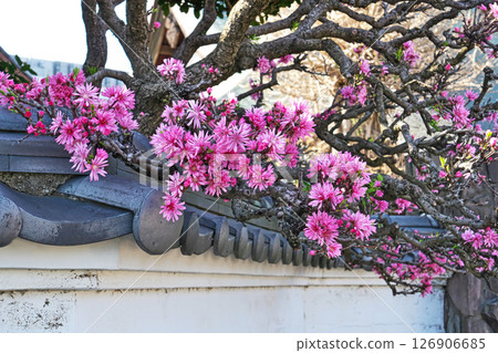 粉紅色的桃子花（20世紀7月）花期（春季，4月） 126906685