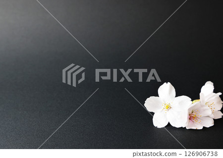 Cherry blossoms on a black paper background 126906738