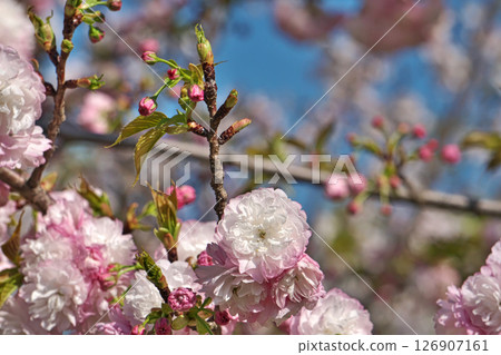 粉紅重瓣櫻花（春季，四月） 126907161