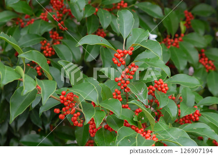 [日本] 東京中央區一座公園裡，一棵綠葉樹上掛滿了紅色的小果實。 126907194