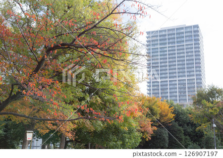 [Japan] Colorful autumn leaves and office buildings at Tsukuda Park in Chuo Ward, Tokyo 126907197